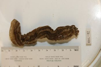 Media type: image;   Invertebrate Zoology HOL-12 Description: Preserved specimen.;